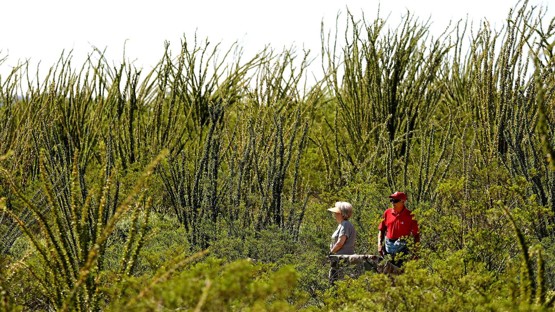There's more to that monsoon smell than meets the nose